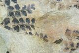 Pennsylvanian Fossil Fern (Sphenopteris) Plate - Kentucky #112928-1